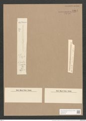 Synedra familiaris var. neogena Grun. (de-Toni-Nr.: Genus 66, Species 2635) Zeichnungen Sammlung Grunow Nr. 5364 (NHMW-BOT-W0373778)